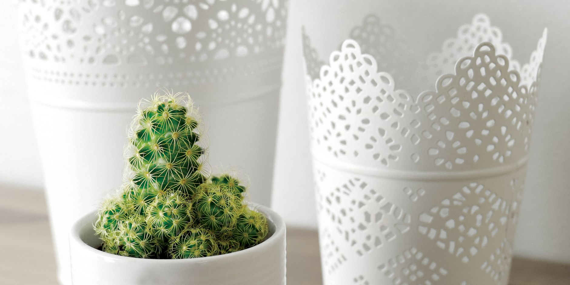 Vibrant cactus in intricate white pots adds a touch of elegance to your decor.