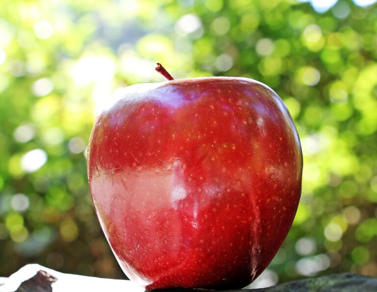 apple, red, fruit, red chief, red apple, fresh apple, ripe, ripe apple, fresh, fresh fruit, harvest, produce, organic, healthy, food, close up, apple, app…