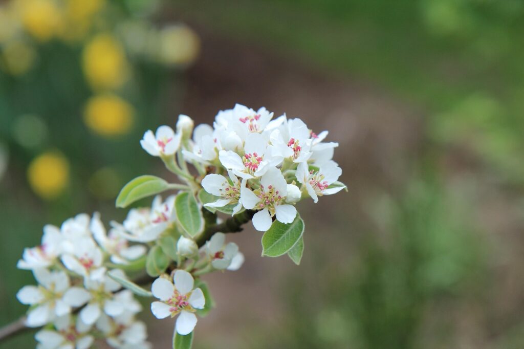 sin, flowers of sin, flowering, fruit tree, flower of sin