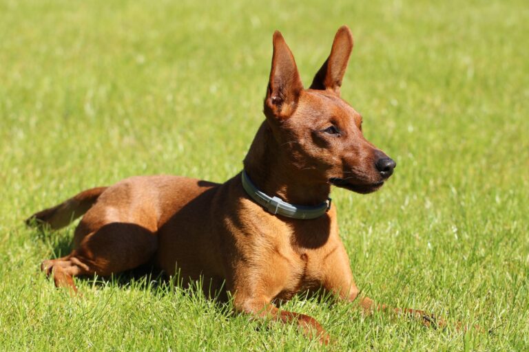 A Miniature Pinscher dog lounging on vibrant green grass, enjoying a sunny day outdoors.