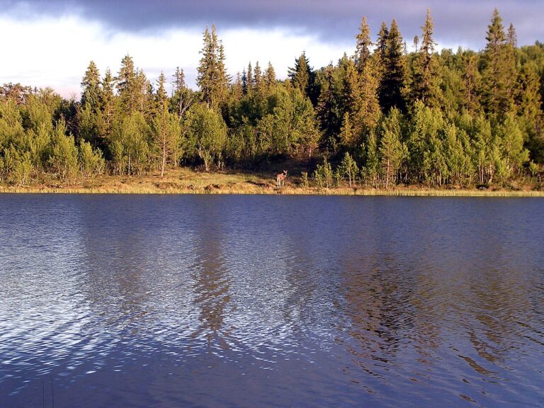 An Elk on the hinder side of the lake. Taken in Femundsmarka, Norway.