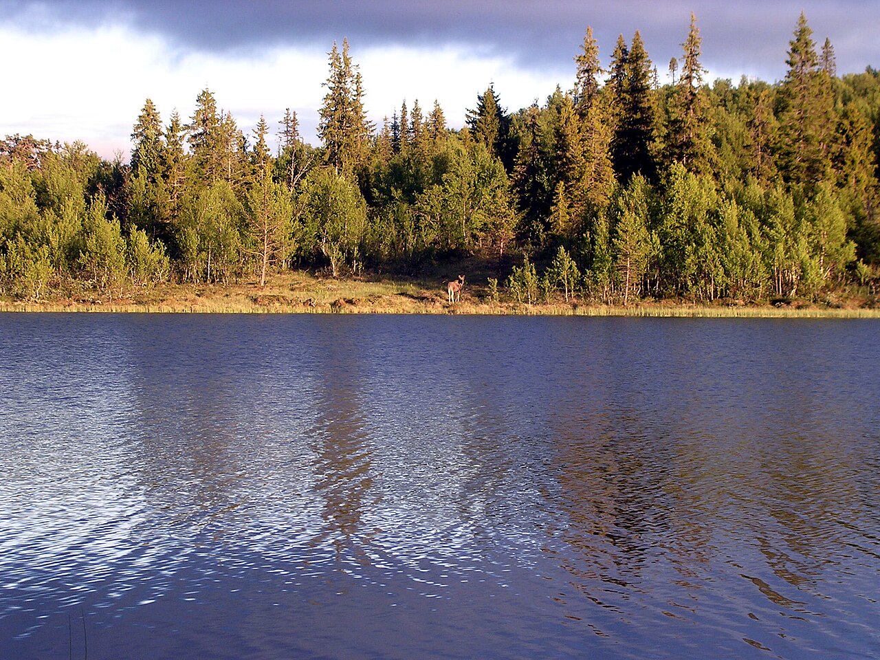 An Elk on the hinder side of the lake. Taken in Femundsmarka, Norway.